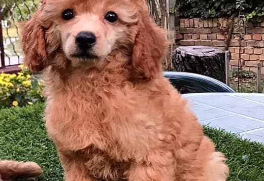 Poodle puppy