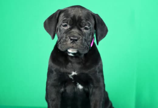 Cane Corso puppies for sale