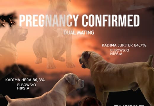 South African Mastiff Boerboel puppies reservations