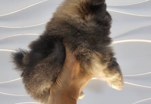 Pomeranian Spitz male puppy