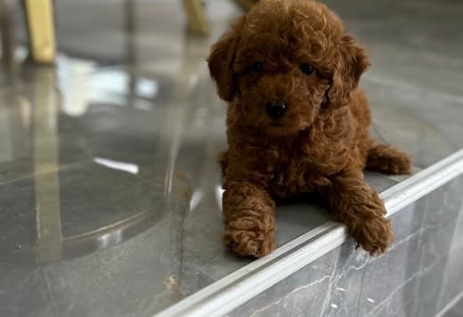 Toy and mini poodle puppies