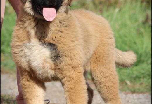 Caucasian Shepherd male puppy