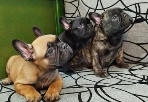 French bulldog