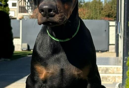 Doberman puppies for sale