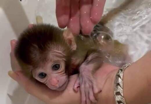 Pigtail macaque monkey for sale