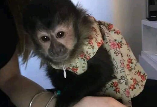 Baby Capuchin Monkeys For Sale
