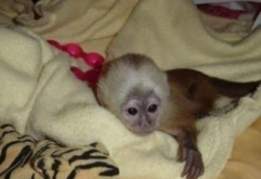 Capuchin Monkeys For Sale 470-673-7509