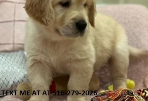 Male And Female Golden Retriever Puppies Available 470-673-7509