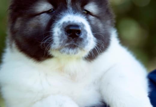 Caucasian Shepherd puppies