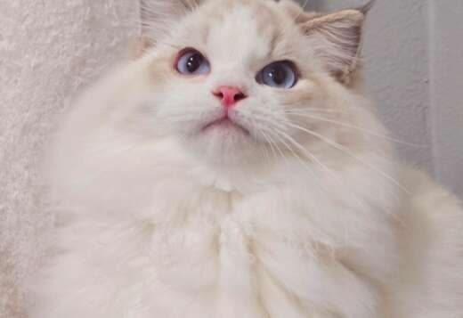 very beautiful ragdoll