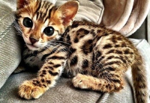 We Offer Quality Bengal Kittens