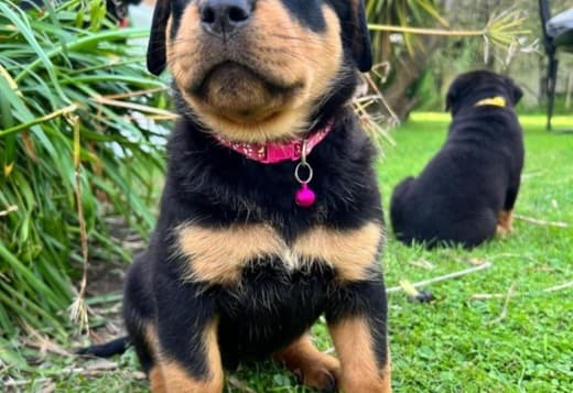 Available A Male And 2 Females. Rottweiler