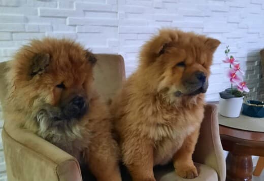 Chow Chow puppies