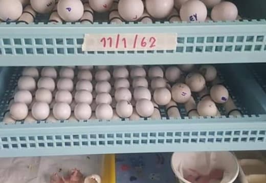 Fertile Parrot Eggs For Sale