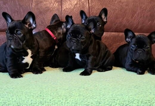 French Bulldog puppies