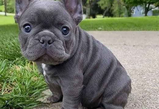 Lovely French Bulldog Puppies For Adoption .. Text 470-673-7509