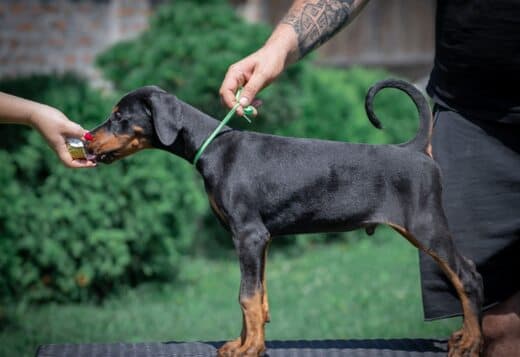 Doberman puppies