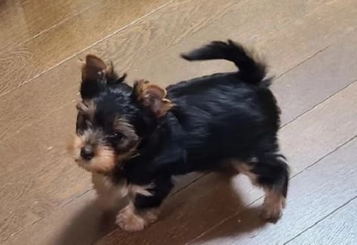 A Charming And Petite Yorkshire puppies 516-279-2026