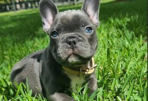 French Bulldog puppies ready 516-279-2026
