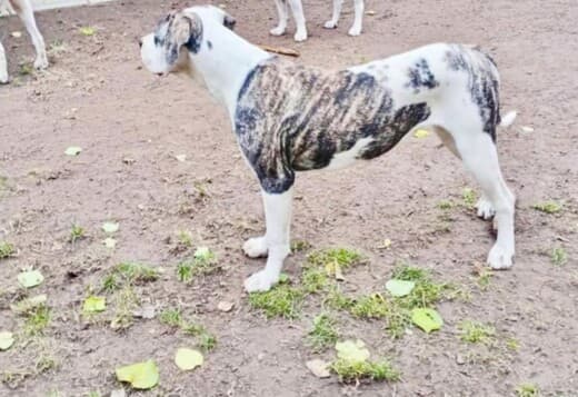 American Bulldog females for sale