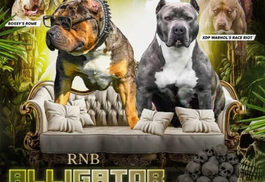 American Bully puppies