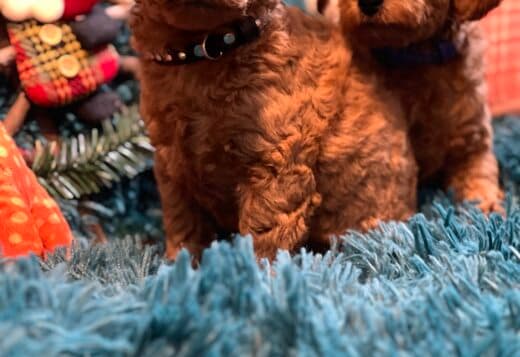Toy Poodle puppies