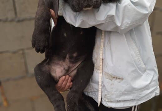 Bandog puppies for sale