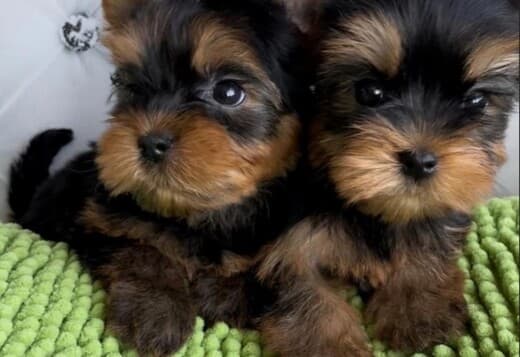 Christmass Charming Teacup Yorkie Pups for sale