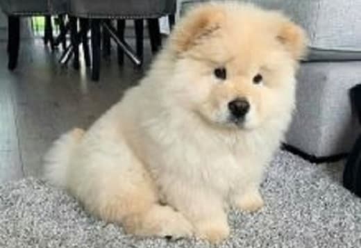 Cute and lovely Chow Chow puppies available