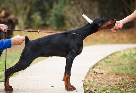 Doberman puppies for sale