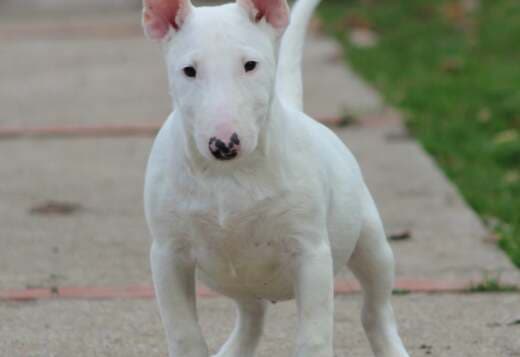 Mini Bull Terrier puppies