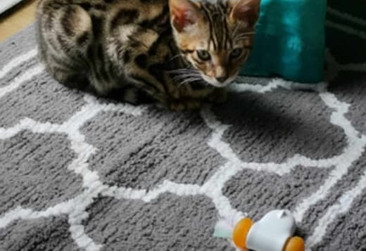 Super Playful Funny Bengals