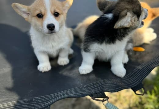 Welsh Corgi Pembroke puppies