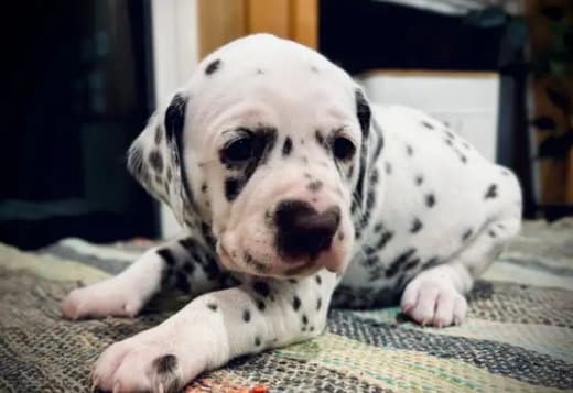 Purebred Dalmatian Puppies
