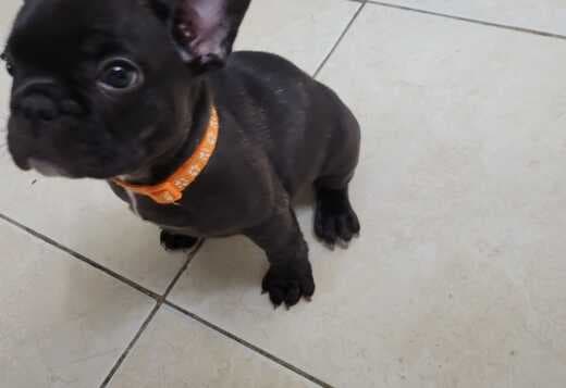 TOP QUALITY French Bulldogs exotic & rare