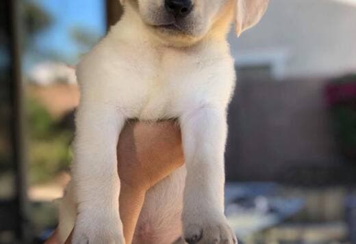 Beautiful Purebred Labrador Retriever Puppies Ready for new home