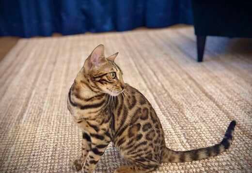Bengal Kittens for sale