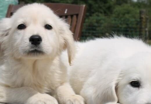 Golden Retriever Puppies