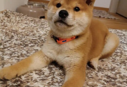 Shiba Inu puppies