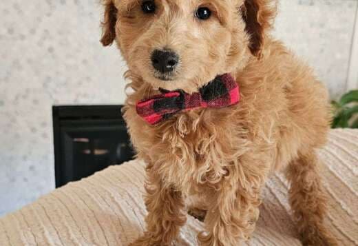 Healthy Miniature Goldendoodle Puppies Available for Adoption