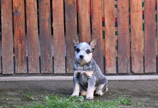 Australian cattle dog puppies