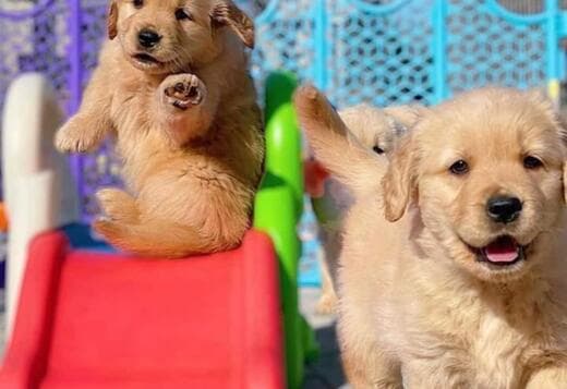 Purebred Golden Retriever puppies For Sale. 470-673-7509