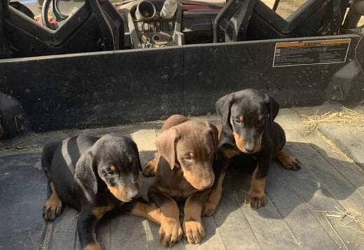 Chrismas Healthy Doberman Pinscher Puppies ready to go now