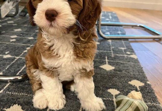 F1b Red Labradoodle Puppies