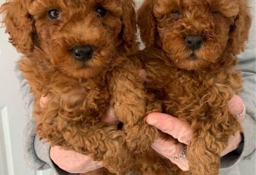 Potty Trained Toy Poodle Puppies