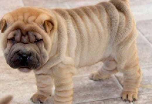 Beautiful Shar Pei Puppies