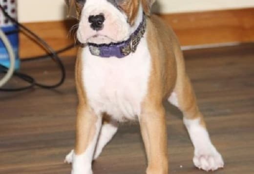 Home Trained Boxer Puppies For Sale 470-673-7509