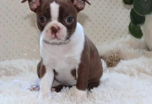 X-MASS Gorgeous Boston Terrier Puppies For Sale 470-673-7509