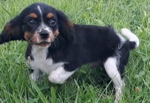 Adorable Cavalier King Charles Spaniel puppies for sale 470-673-7509