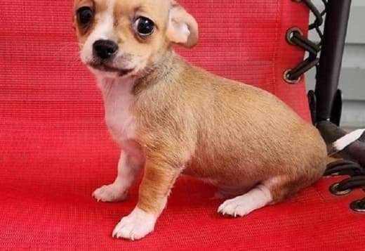 Cute Chihuahua puppies for sale.